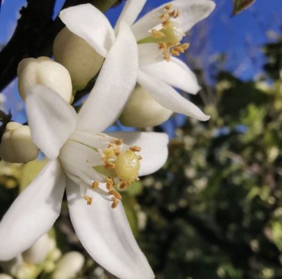 fiori di Zagara di Sicilia